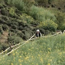 黄山旅游 缩略图 6