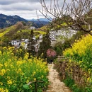 黄山旅游 缩略图 3