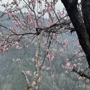 黄山旅游 缩略图 6