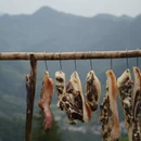 黄山旅游 缩略图 15
