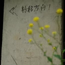 黄山旅游 缩略图 14