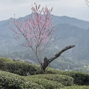 黄山旅游 缩略图 9