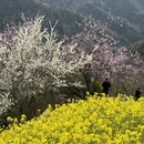 黄山旅游 缩略图 13