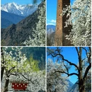 阿坝旅游 缩略图 1