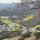 黄山旅游 缩略图 16