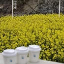 黄山旅游 缩略图 7