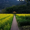 黄山旅游 缩略图 10