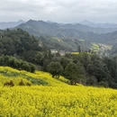 黄山旅游 缩略图 17