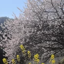 黄山旅游 缩略图 1