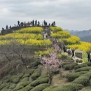 黄山旅游 缩略图 8