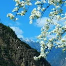 阿坝旅游 缩略图 13