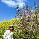 黄山旅游 缩略图 7