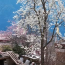 阿坝旅游 缩略图 5