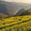 黄山旅游 缩略图 6