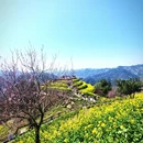 黄山旅游 缩略图 3