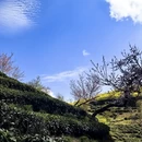 黄山旅游 缩略图 12