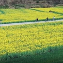 黄山旅游 缩略图 3