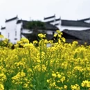 黄山旅游 缩略图 4