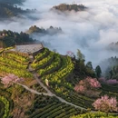 黄山旅游 缩略图 1