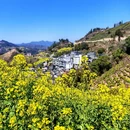 黄山旅游 缩略图 4