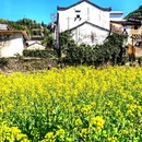 黄山旅游 缩略图 9