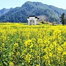 黄山旅游 缩略图 11