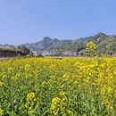 黄山旅游 缩略图 12