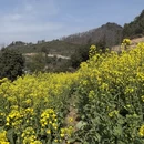 黄山旅游 缩略图 5