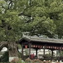 黄山旅游 缩略图 10