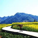 黄山旅游 缩略图 10