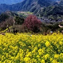 黄山旅游 缩略图 8