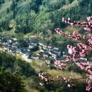 黄山旅游 缩略图 11