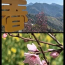 黄山旅游 缩略图 9