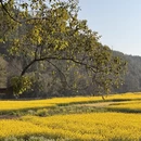 黄山旅游 缩略图 8