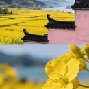 黄山旅游 缩略图 4