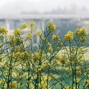 黄山旅游 缩略图 4
