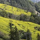 黄山旅游 缩略图 6