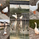 黄山旅游 缩略图 9