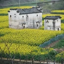黄山旅游 缩略图 1