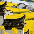黄山旅游 缩略图 6