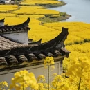 黄山旅游 缩略图 7