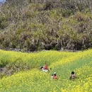 黄山旅游 缩略图 7
