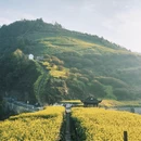 黄山旅游 缩略图 13