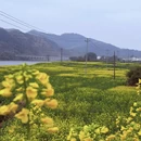 黄山旅游 缩略图 4