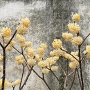 黄山旅游 缩略图 8