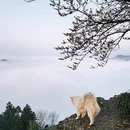 黄山旅游 缩略图 10