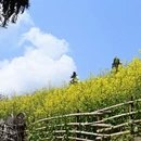 黄山旅游 缩略图 11