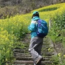 黄山旅游 缩略图 13