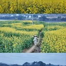 黄山旅游 缩略图 1