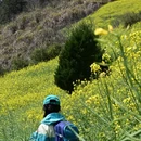 黄山旅游 缩略图 12